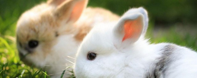 超級好聽的兔子名 超級好聽的兔子名有哪些