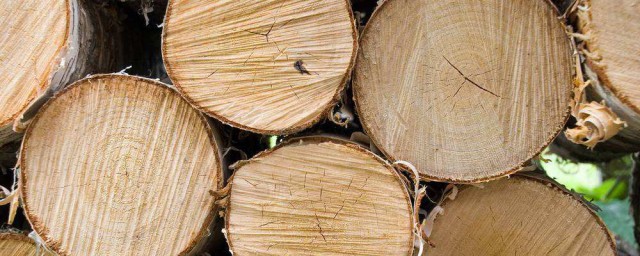 怎麼樣處理木頭蛀蟲 木頭有蛀蟲怎麼處理