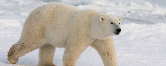 北極熊和百米賽跑運動員比短跑誰的速度會更快 北極熊有什麼特點