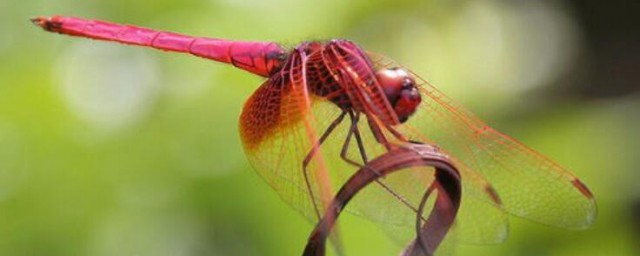 怎麼判斷紅蜻蜓雌雄 一定要按這個方法看