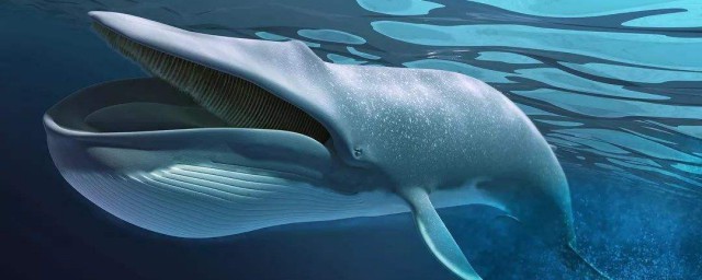 藍鯨是地球最大的生物嗎 地球上最大的動物是什麼