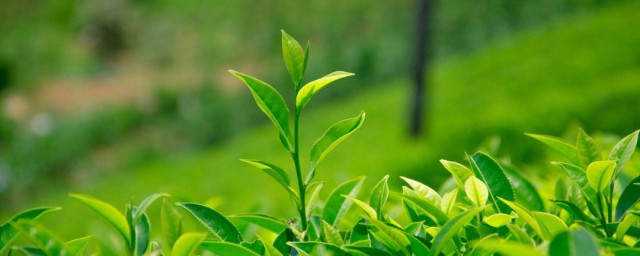 綠茶對頭發有什麼作用 它的優點太多瞭