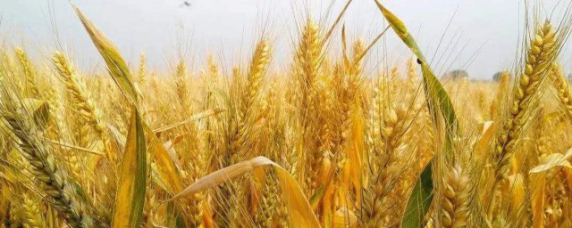 怎麼防止鳥吃小麥 防止鳥吃小麥的方法介紹