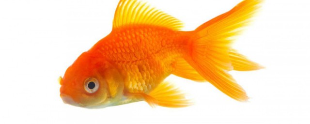 漂亮的金魚是由什麼魚演變而來的 金魚演變過程