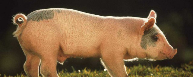夏天豬吃食少怎麼辦 夏天豬吃食少解決方法