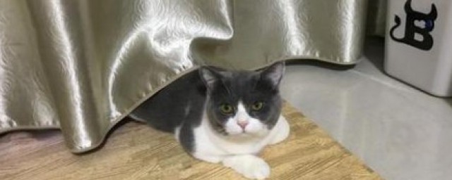 貓咪抓窗簾怎麼解決 怎麼才能不讓貓咪抓窗簾
