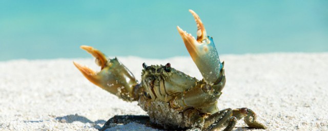 怎麼養螃蟹最簡單 螃蟹正確的飼養方法