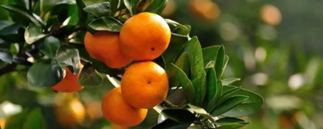 怎樣防止柑橘裂果 主要措施有哪些