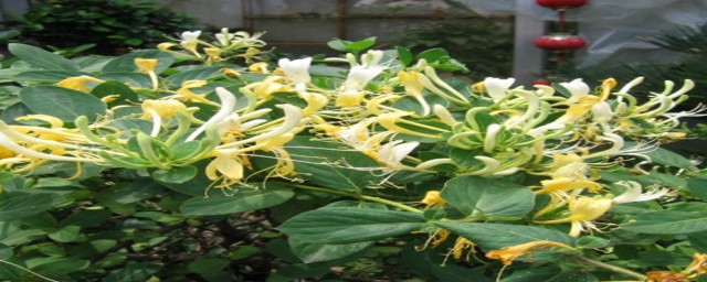 自古被譽為清熱解毒良藥的忍冬花又被稱為金銀花是因為 花色會由白變黃