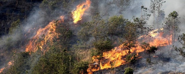 深林火災的危害 深林火災有什麼危害