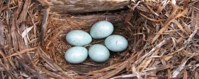 怎麼孵鳥蛋最簡單 孵鳥蛋最簡單的方法