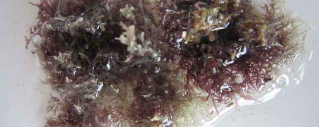 自制海藻粉 自制海藻粉的方法