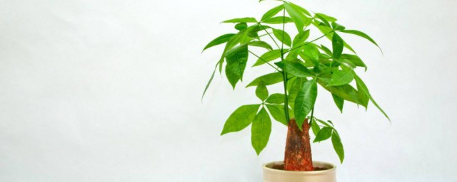 怎麼種植植物發財樹 種植植物發財樹的註意事項