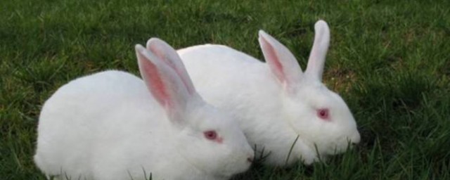 養肉兔子怎麼養 肉兔養殖方法