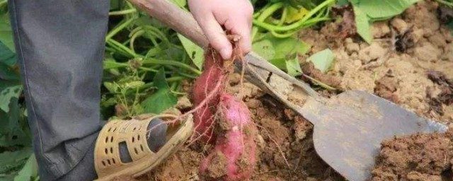 插紅薯藤方法 如何插紅薯藤