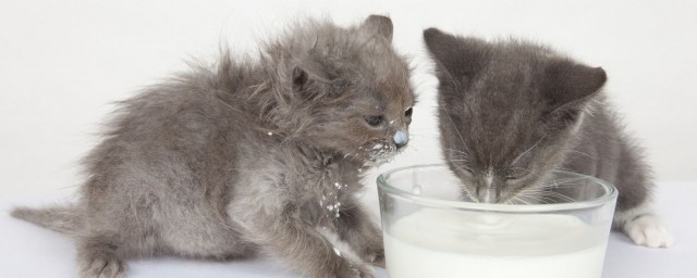 貓貓可以喝羊奶麼 一定要清楚瞭