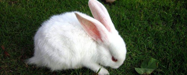 夢到兔子是什麼征兆 20種夢見到兔子的征兆