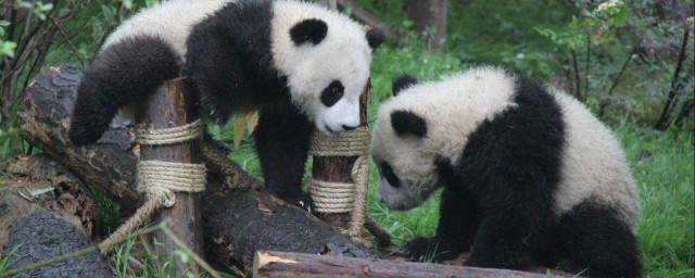 成都大熊貓基地熊貓的名字 成都的大熊貓名字