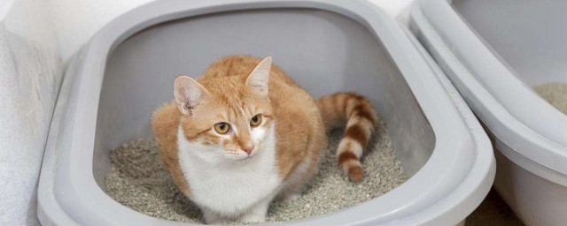怎樣讓貓咪在貓砂盆裡上廁所 訓練小貓註意事項及方法