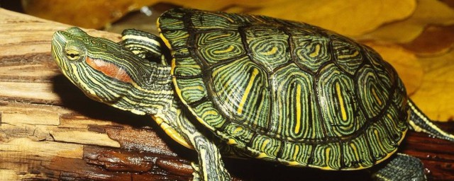 巴西龜怎麼養吃什麼 巴西龜內容介紹