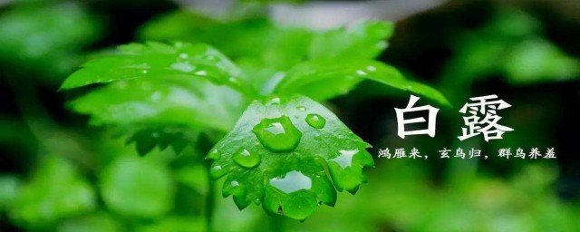 上海白露吃什麼傳統食物 上海白露吃的傳統食物簡述
