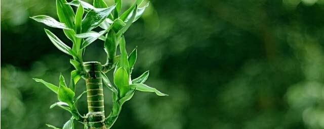 養水竹有什麼講究麼 養水竹的風水講究介紹