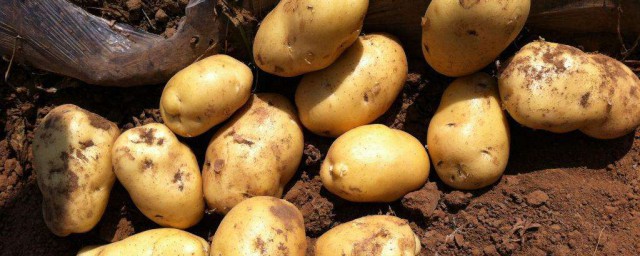 土豆雖好吃儲存方法很重要 怎麼儲存呢