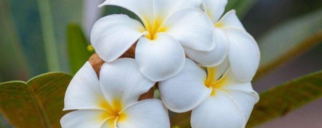12生肖旺財的花卉 分別是什麼