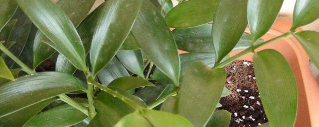長壽竹的養殖方法 怎麼養殖長壽竹