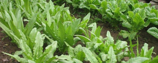 大耳菜種植方法 怎麼種呢