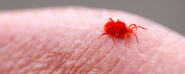 防蜱蟲方法 怎麼才能防治蜱蟲