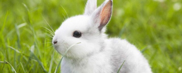 兔飼料怎麼做好點 不同階段的兔子飼料也不同