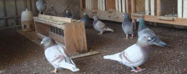 冬季鴿子飼養方法 冬季鴿子如何飼養