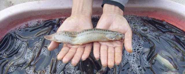 冬天怎麼養泥鰍 有什麼方法