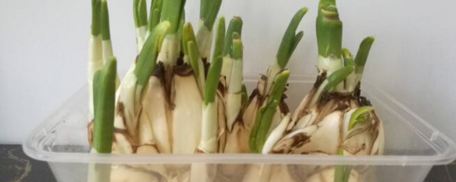 大蒜催芽方法冰箱催芽 蒜種的催芽方法