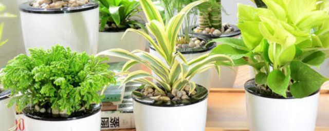 12種客廳植物帶來好運 哪些植物放客廳能帶來好運