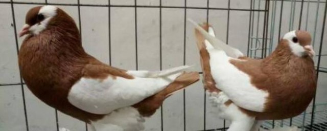 鴿子怎麼養殖方法 鴿子如何養殖