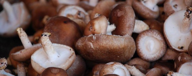 香菇用什麼方法最好吃 香菇的做法