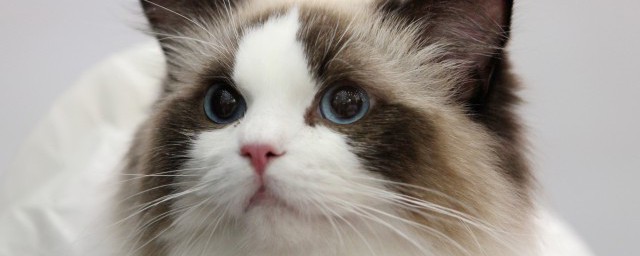 佈偶貓的淚痕怎麼處理 怎麼給佈偶貓清潔淚痕