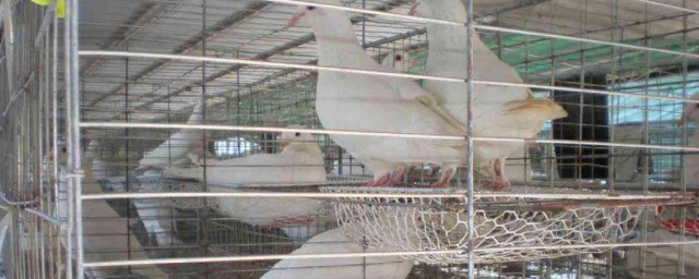 鴿子養殖方法怎樣養殖鴿子 有什麼方法