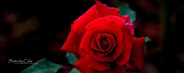 19朵紅玫瑰花語是什麼 花語介紹