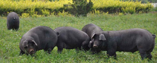 黑豬有啥品種 黑豬的品種介紹
