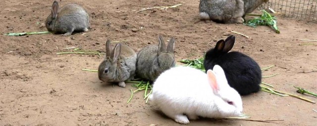 夏天怎麼養兔子是最佳方法 這些方法都可以
