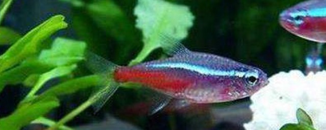 紅綠燈魚怎麼判斷要產卵 紅綠燈魚的生活習性