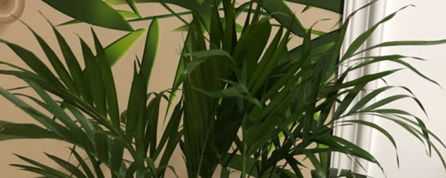鳳尾竹養殖方法和註意事項 如何養殖鳳尾竹