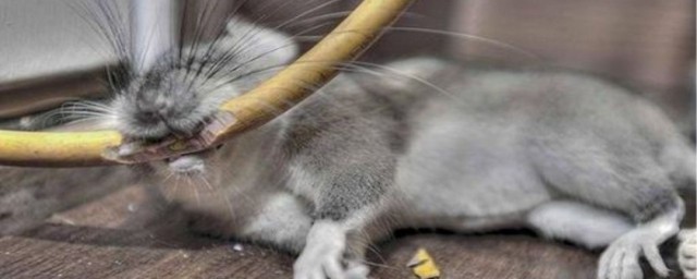 老鼠總是咬空調管怎麼辦 空調水管經常被老鼠咬破怎麼辦