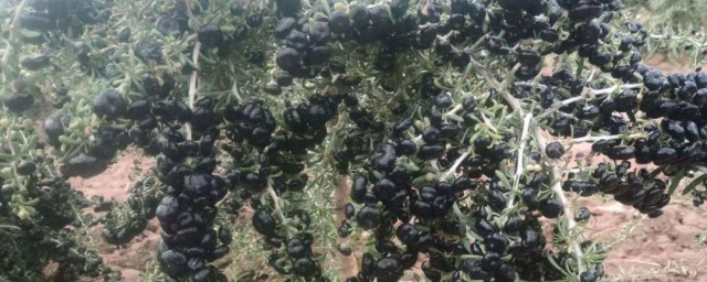 黑枸杞樹種植方法 黑枸杞樹苗一般什麼時候種植怎麼種植