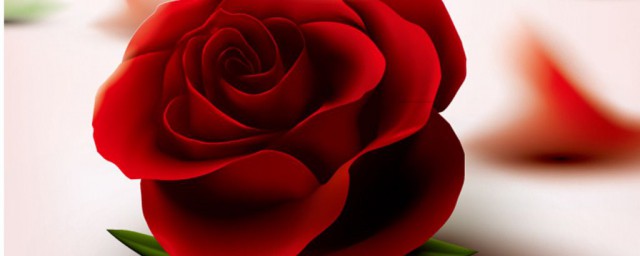 21朵紅玫瑰花語是什麼 21朵玫瑰花代表什麼意思