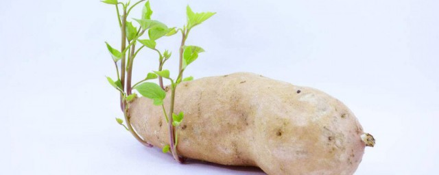 白薯長芽瞭還能吃嗎 白薯什麼時間吃最好