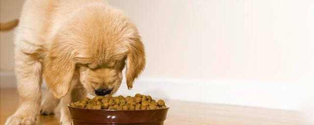 狗糧人能吃嗎 人能不能吃狗糧